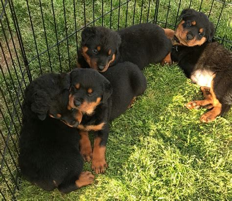 rottweiler puppies for sale raleigh nc|local rottweiler puppies sale.